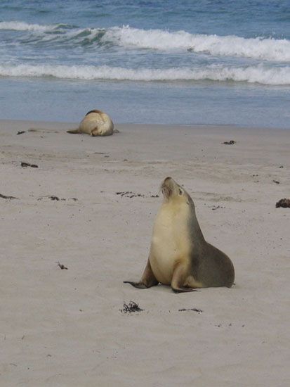 Kangaroo Island - Seal Bay