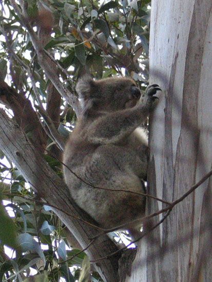 Kangaroo Island - Koala Walk