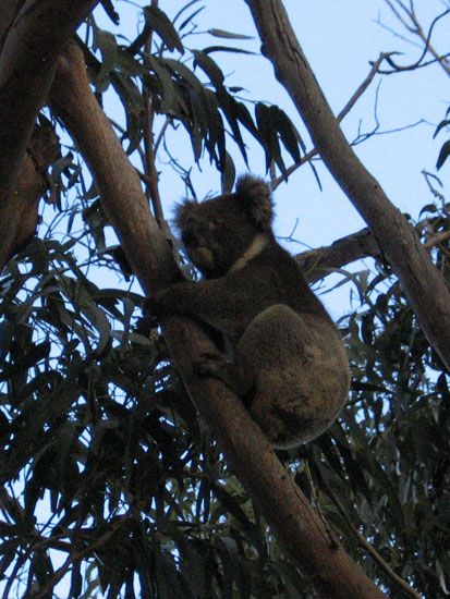 Kangaroo Island - Koala Walk