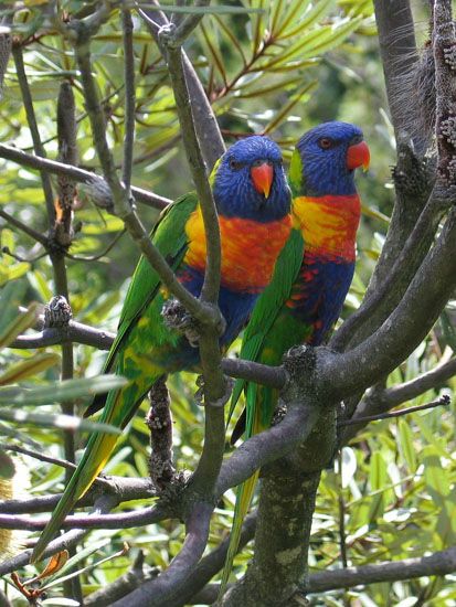 Sydney - Botanischer Garten