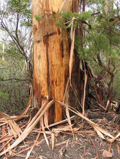 Blue Mountains - Katoomba