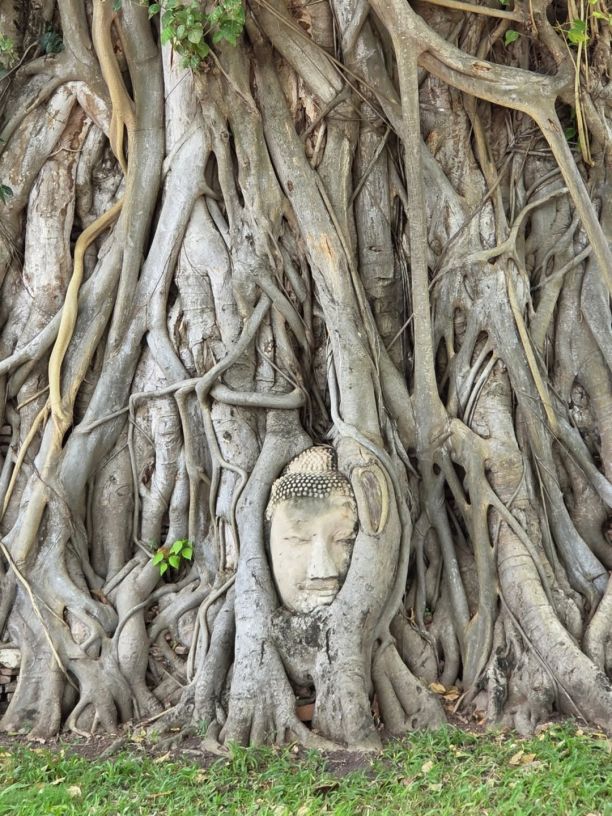 Ayutthaya -  Buddha-Kopf