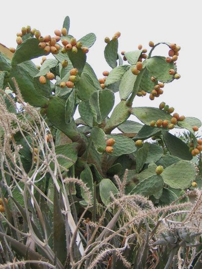 Mallorca - Vegetation