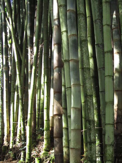 Bambus im Garten der Fazenda do Pinhal
