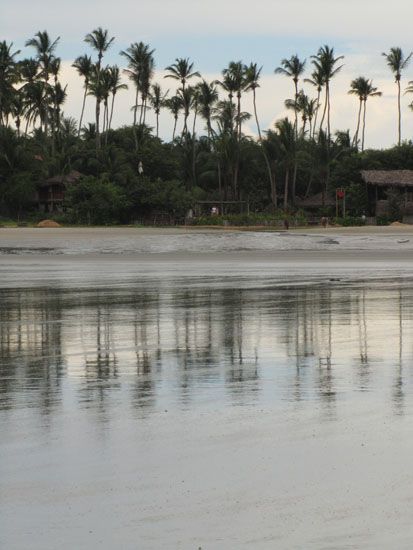 Palmen in Jericoacoara