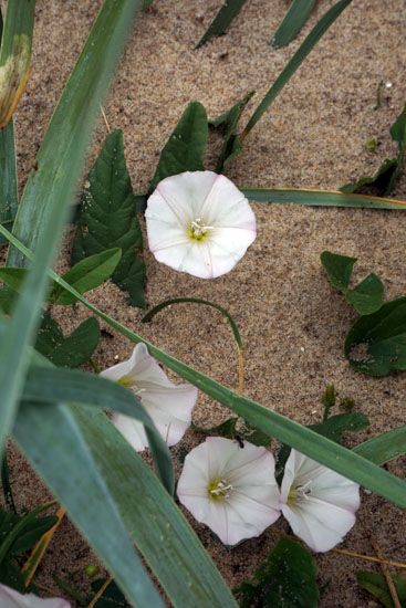 Vegetation am Strand