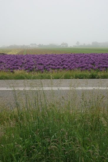 Blumen am Wegesrand