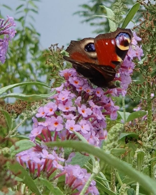 Schmetterling im Grugapark