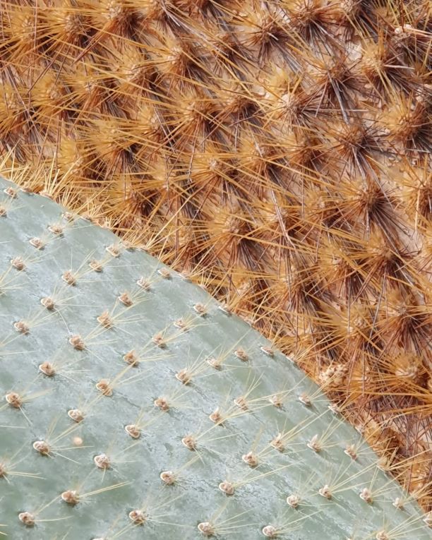 Kakteen im Grugapark