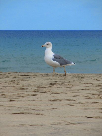 Möwe am Strand