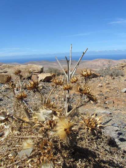 Distel am Mirador Risco De Las Peñas