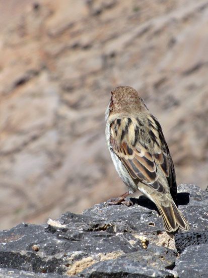 Kanarischer Vogel