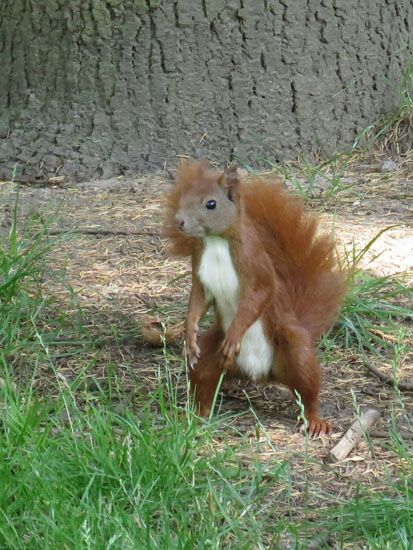 Neugieriges Eichhörnchen