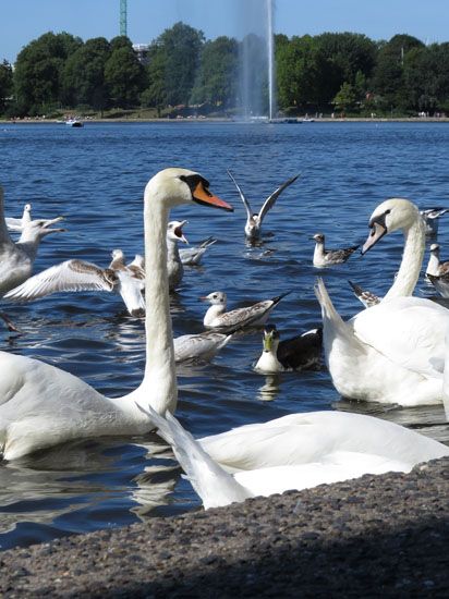 Schwäne an der Binnenalster