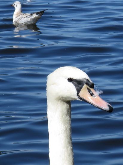 Schwan an der Binnenalster