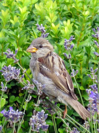 Spatz im Garten von Schloss Rosenborg