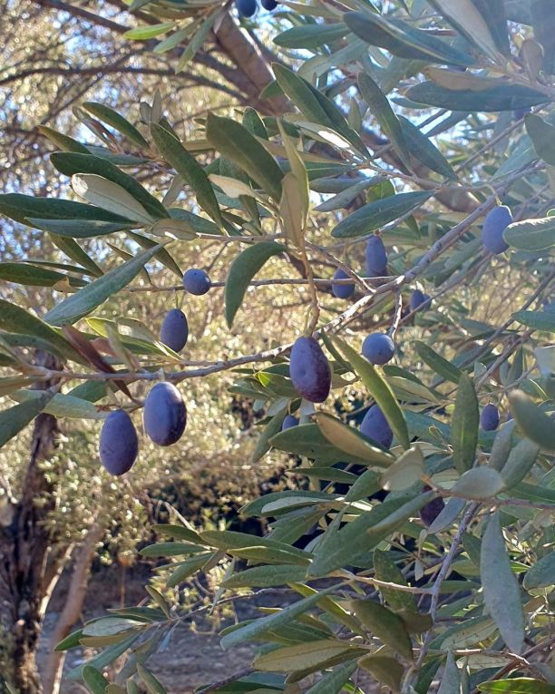 Olivenbaum