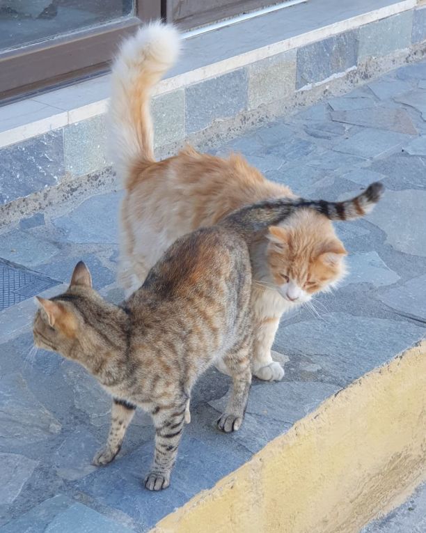 Katzen