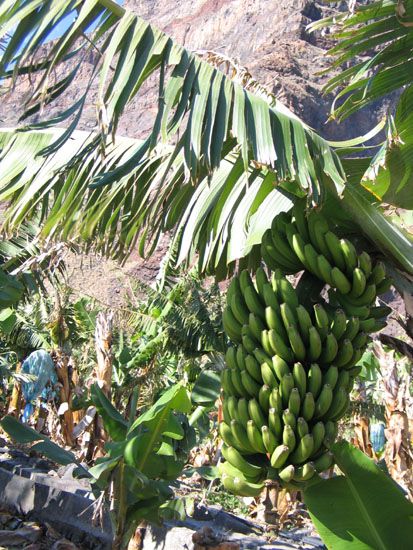 Valle Gran Rey - La Calera