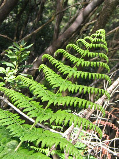 Nationalpark - Wanderung zum Garajonay