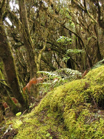 Nationalpark - Wanderung zum Garajonay