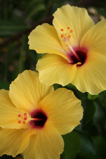 Hibiskus