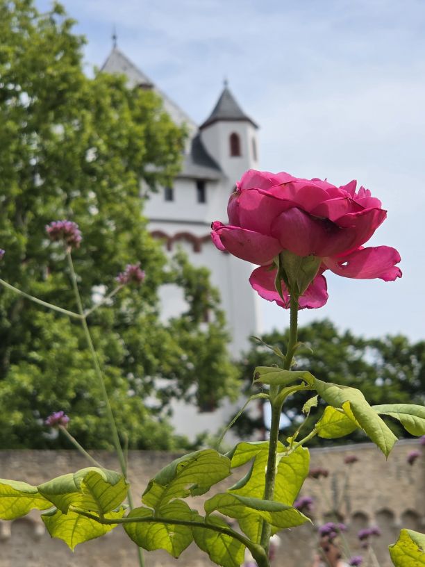 Rosengarten der Kurfürstlichen Burg Eltville