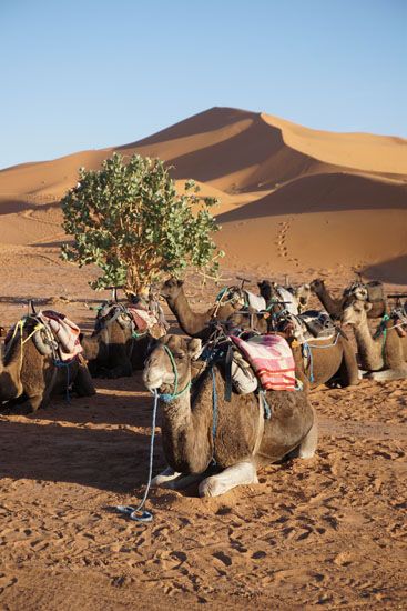 Kamele vor den Dünen Erg Chebbi