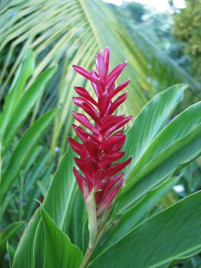 Puerto Ángel: Blumen im Hotel