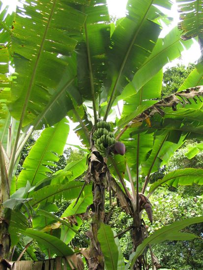 Palenque: Platanos verdes...