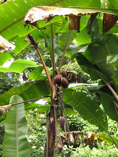 Palenque: Más platanos...