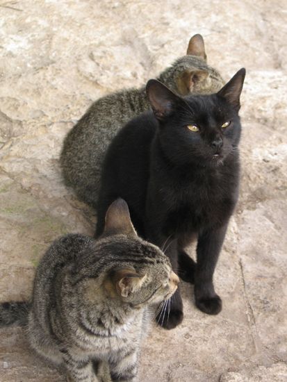 Tulúm: Hungrige Katzenfamilie