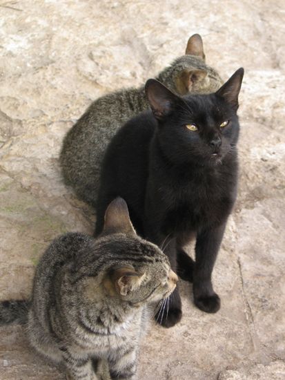 Tulúm: Hungrige Katzenfamilie