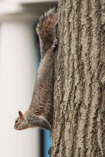 Eichhörnchen am Washington Square Park