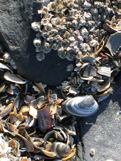 Norderney - Muscheln am Strand