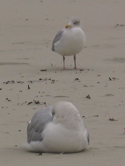 Norderney - Möwen am Strand