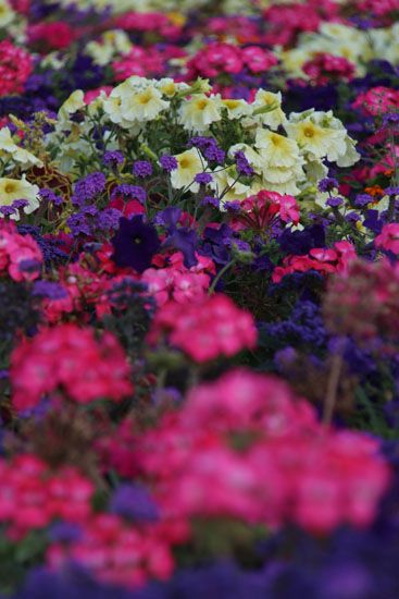 Blumen im Jardin du Luxembourg