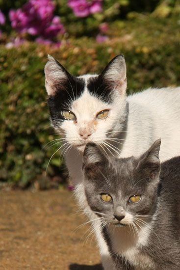 Neugierige Katzen im Jardim Santa Bárbara