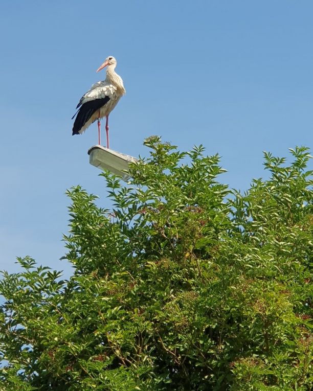 Storch