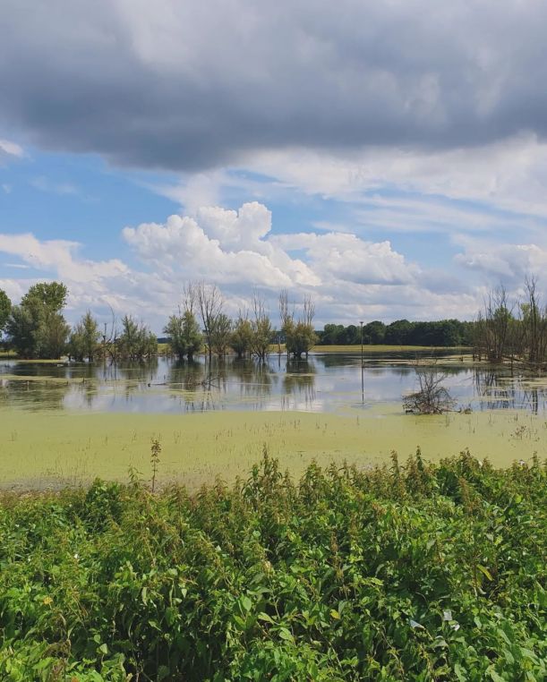 Naturschutzgebiet Bislicher Insel