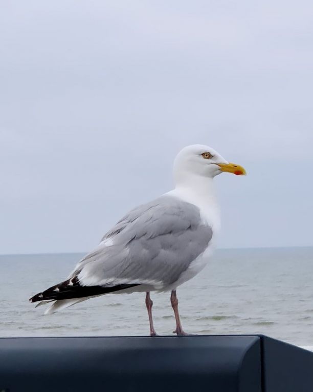 Möwe