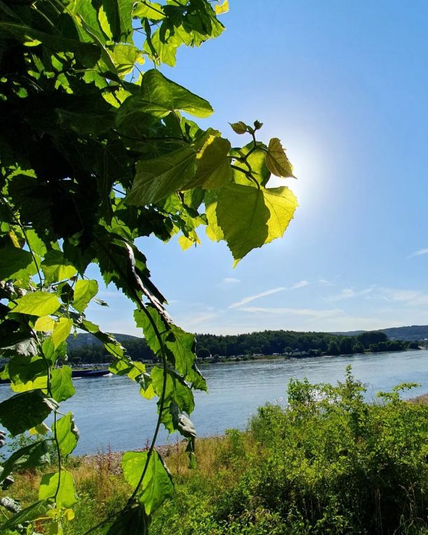 Morgenstimmung am Rhein