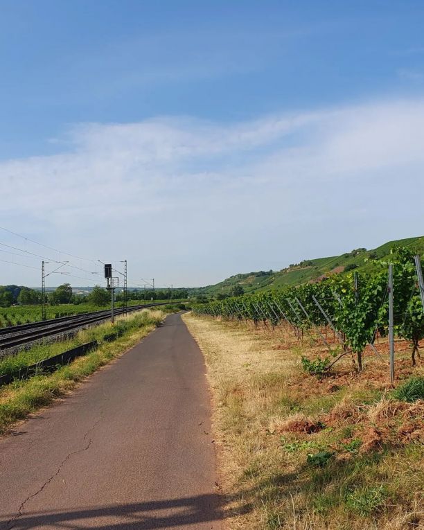 Zwischen Bahn und Weinbergen