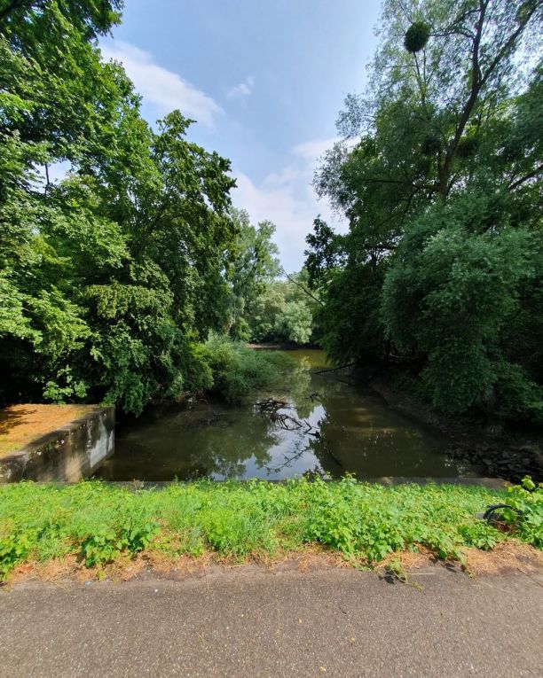 Seitenarm des Rheins