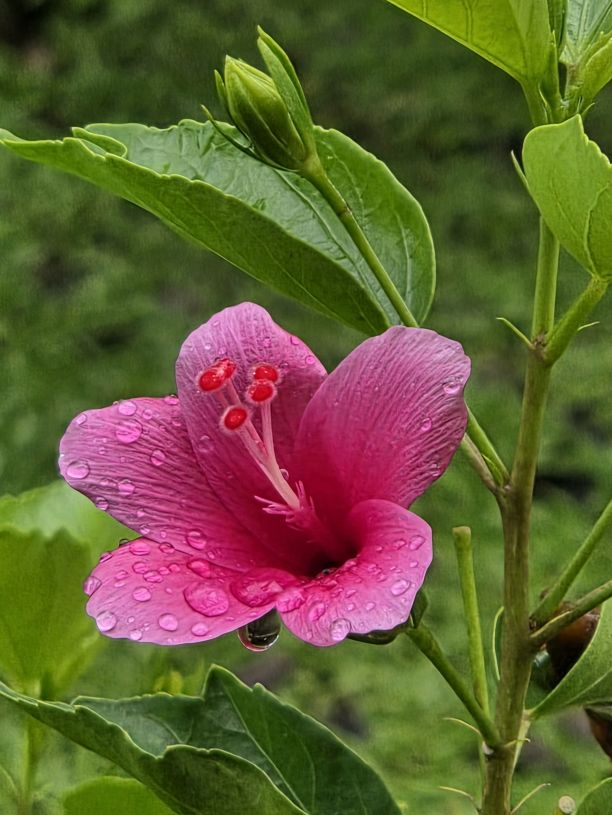 Hibiskus