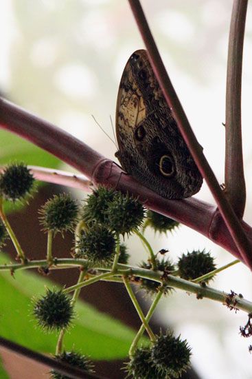 Schmetterling im L’Oceanogràfic