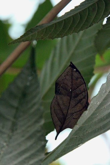 Gut getarneter Schmetterling im L’Oceanogràfic