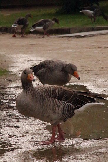 Gänse im Parc de la Ciutadella