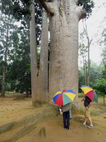 Botanischer Garten Peradeniya - Elefantenbaum