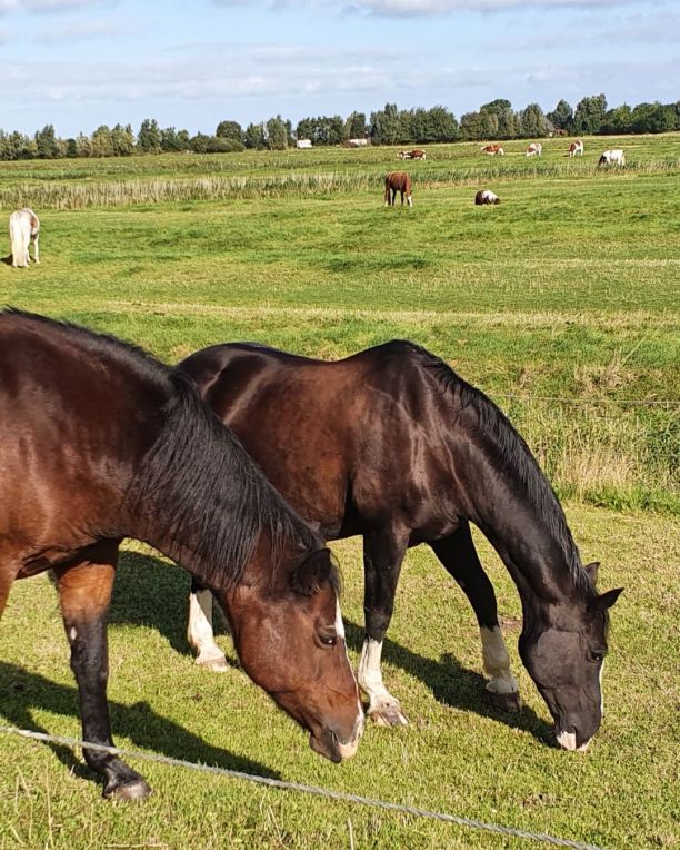 Pferde am Wegesrand